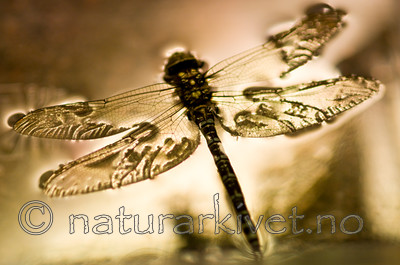 BB 09 0256 / Aeshna cyanea / Blågrønn øyenstikker